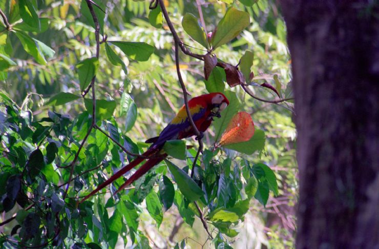 macaw eating