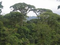 Brauilo Carrillo National Park