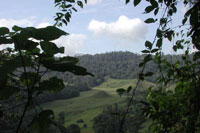 Forest Around Arenal Volcano