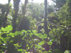 Costa Rica Cloud Forest & Volcano Tour