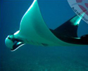 Costa Rica's underwater playground
