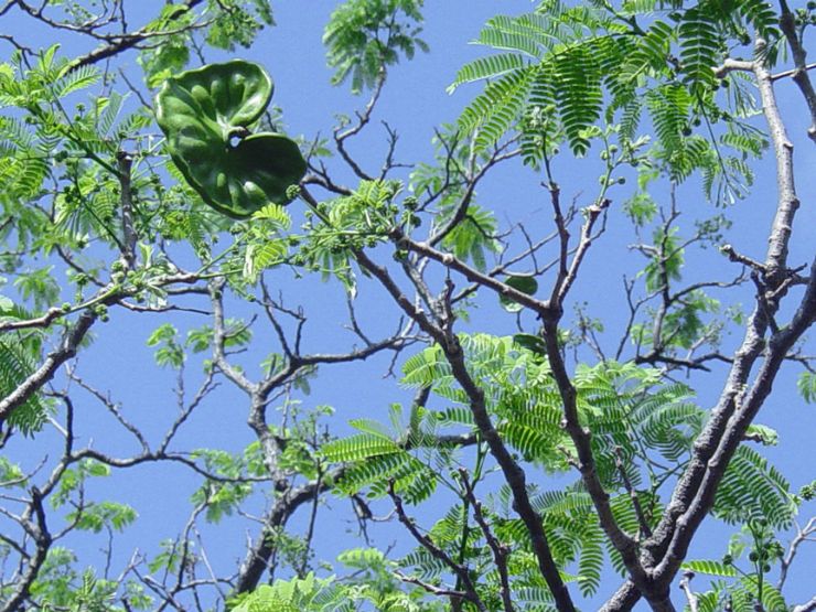 The Elephant Ear Tree (Guanacaste Tree): History of Costs Rica’s