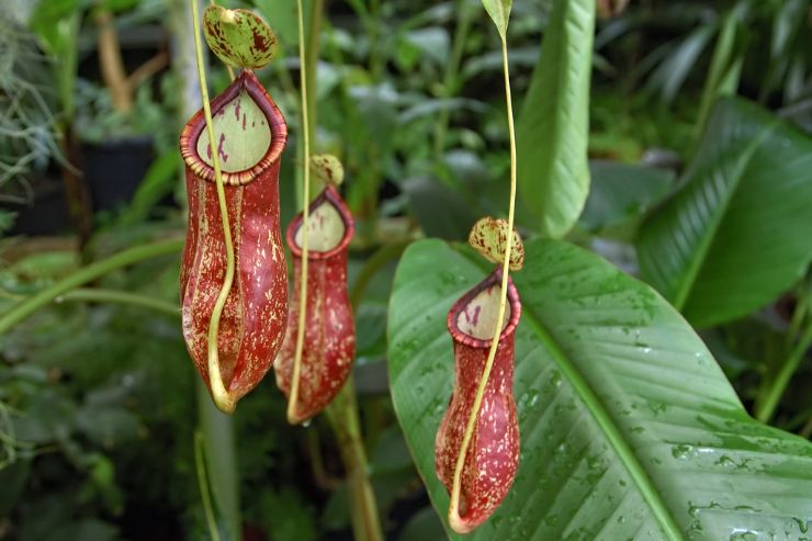 full-nepenthes-plant.jpg