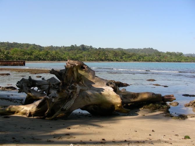 Driftwood washed up on the beach in Puerto Viejo