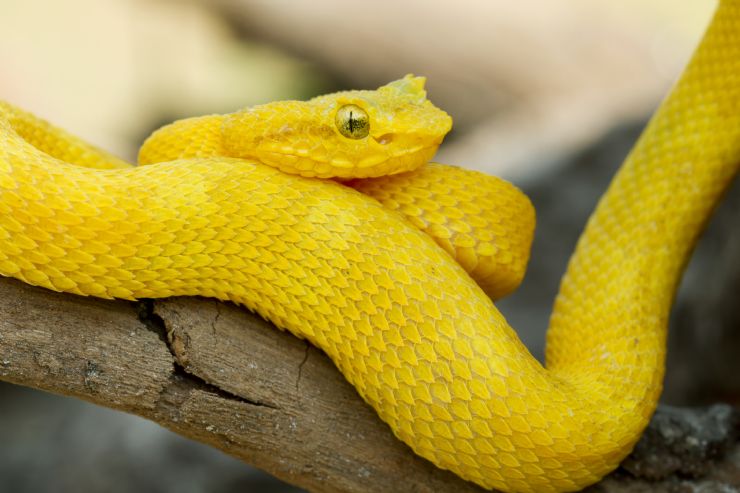 Top 10 Deadliest Animals in Costa Rica - Javi's Travel Blog - Go Visit ...