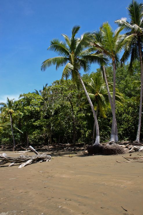 Playa Uvita Costa Rica City Guide Go Visit Costa Rica