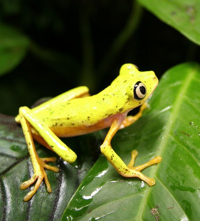 Zoos establish captive breeding program to save the lemur leaf frog ...