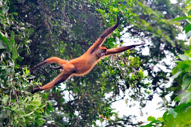 Jumping Spider Monkey in Tortuguero National Park