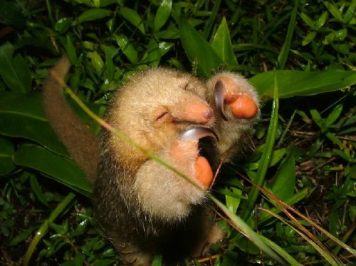Find the world's smallest anteater in Costa Rica's canopies - Javi's