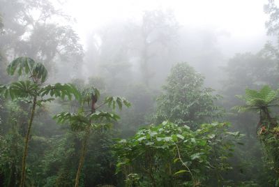 on cloud forest jungle