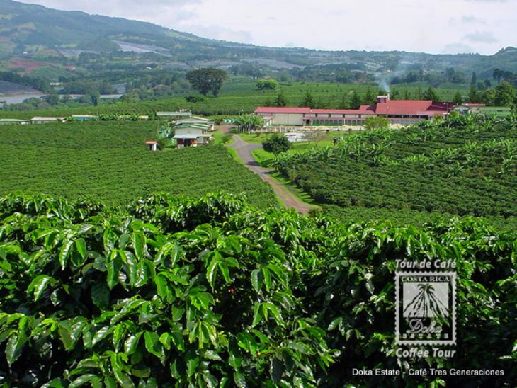 doka estate costa rica coffee tour & plantation about